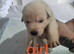 Beautiful litter of GSD puppies for sale
