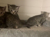 BSH Silver Tabby and Spotted X bundles of love