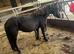 2.5 year old Dartmoor