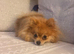Outstanding Russian tiny Pomeranian puppy 15months
