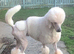 Beautiful White Standard Poodle Puppies