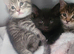 Main coon kittens