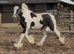 Handsome Cob Gelding