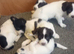 KC reg springer spaniel pups