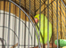 Green indian ringneck