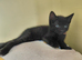 Gorgeous black kitty