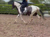 15hh skewbald mare