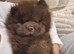 Last teddy bear puppy chow chow