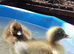 Indian runner cross cayuga ducklings