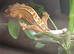 Crested geckos