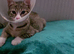 Male tabby