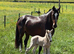 Stunning Filly Foal Warmblood x Cob Mature 16hh+ available at weaning