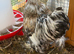 Handsome Pekin Cockerel FREE to good home