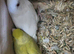 Pair of parrotlets