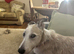 Male lurcher