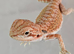 Bearded dragon baby disabled ( Rescue )