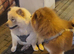 Local Dog Care — West Drayton UB7