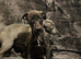 Beautiful Whippet puppies