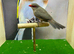 Common waxbill