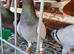 Racing pigeion for sale