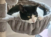 Exclusive Pet sitting and Equine, Small holdings