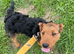 7 month old patterdale looking for a new home due to owner passing away