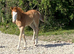 Red roan 2026 Quarter Horse colt