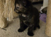 Kittens looking for sale