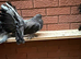 Indian Fantails