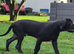 Kc reg, ready this week...fully vaccinated