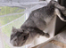 Reduces in price Scottish fold kittens