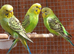 baby budgies for sale