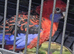 Proven pair Rosellas