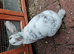 Mini rex cross mini plush lop magpie buck