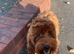 Cockapoo needs rehoming