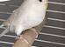 Mutated budgies
