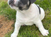 French bulldog x staff