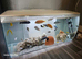 20+ Mbuna Cichlids