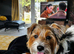 COOKIE – a Charming Little Y.T. Gentleman