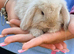 Mini lop boy ready to find his forever home
