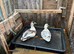 Pair of call ducks
