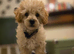 Cavapoo puppies available