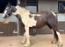 Cob gelding