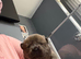Chow chow puppies