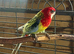 Rosella Rainbow
