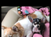 CHIHUAHUA TEA-CUP PUPPY MALE