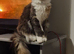 Maincoon female gccf