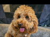 Female cavapoo