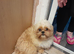 Ready to leave 1 lovely and playful shih tzu puppies