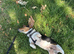 Mini Jack Russell
